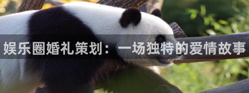 银河娱乐代理注册官网入口：娱乐圈婚礼策划：一场独特的爱情故事